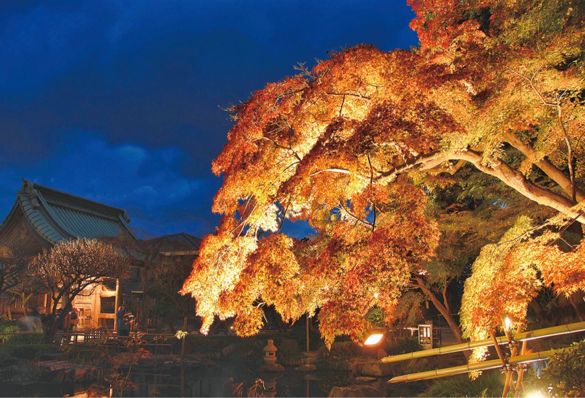 神奈川の紅葉ライトアップのおすすめ15選　5位:長谷寺