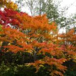 岡山中央町のキャバクラ20選!