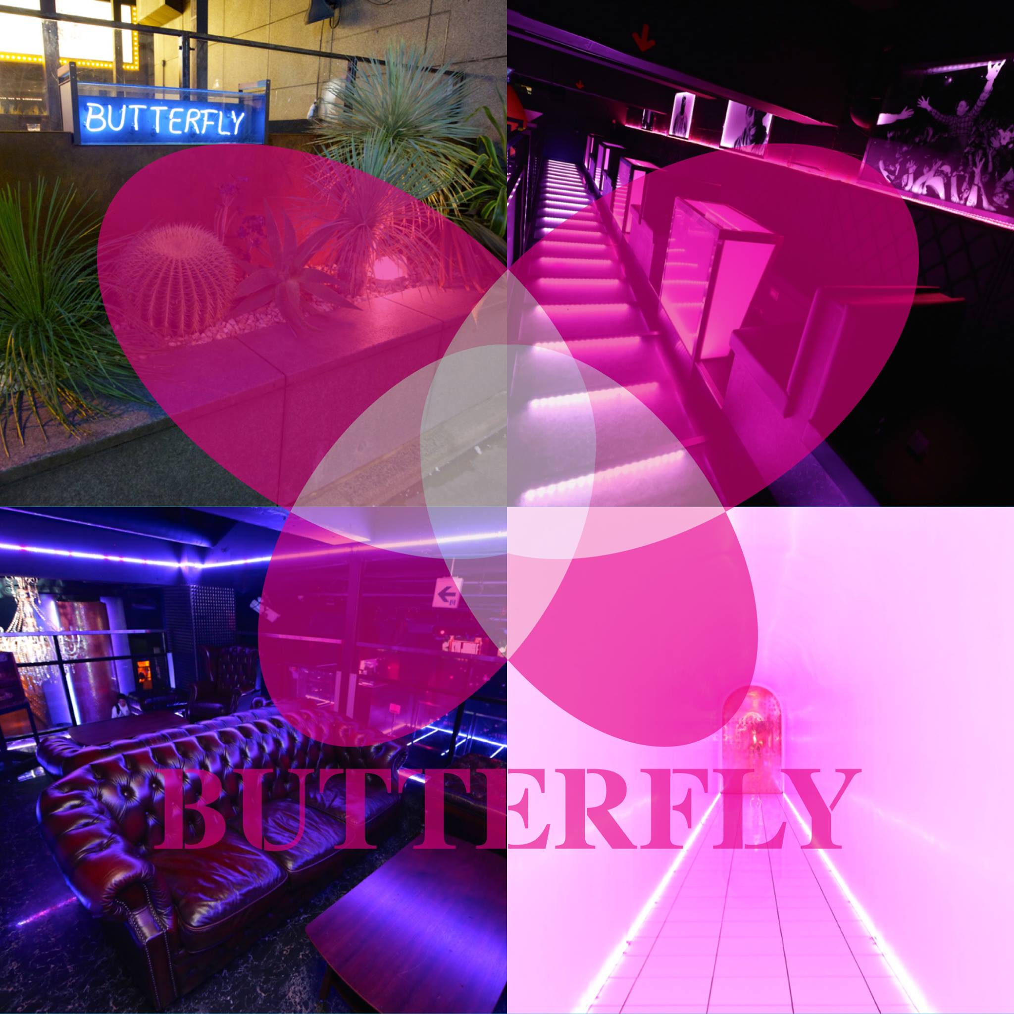 京都の夜遊びスポット25選　23位:バタフライ キョウト