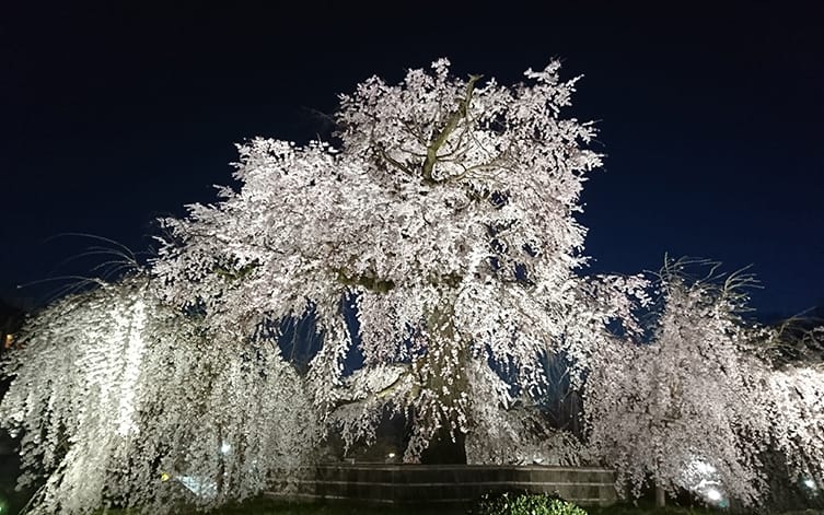 京都の夜遊びスポット25選　25位:円山公園