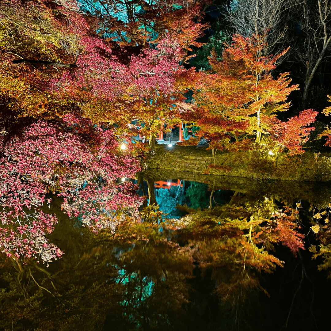 大阪の紅葉ライトアップのおすすめスポット20選　10位:京都府立植物園